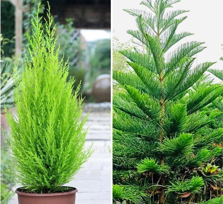 Ý nghĩa phong thủy của cây tùng-1