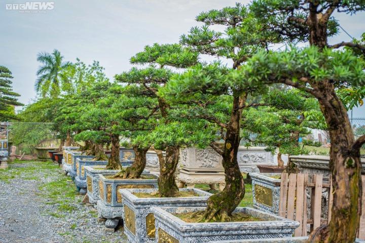 Ý nghĩa phong thủy của cây tùng-2