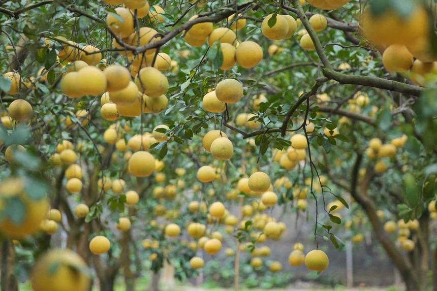 Đi gần 200 km, chi tiền triệu để check-in tại thủ phủ bưởi Diễn Hà Nội-2