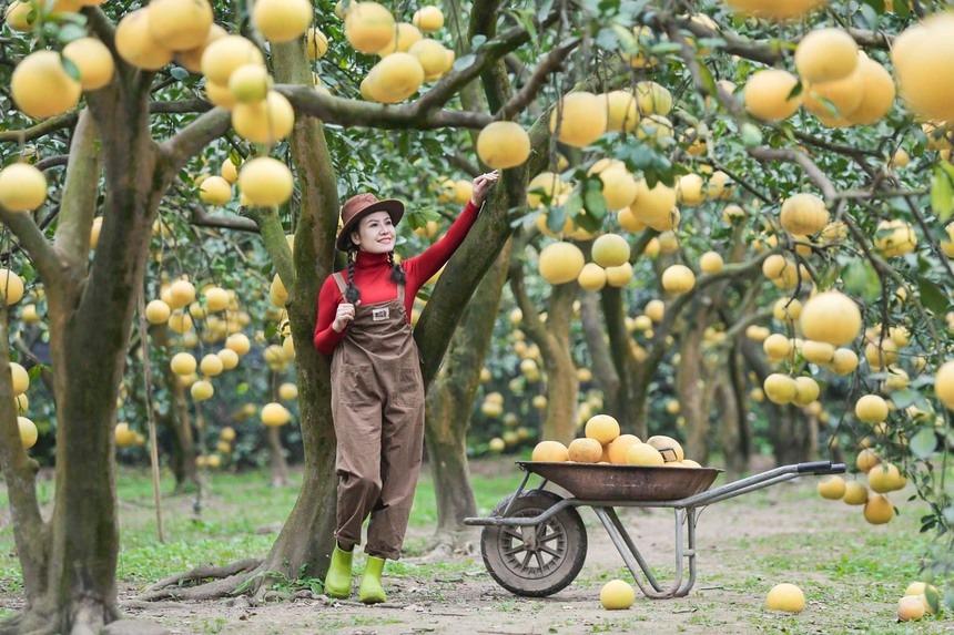 Đi gần 200 km, chi tiền triệu để check-in tại thủ phủ bưởi Diễn Hà Nội-4