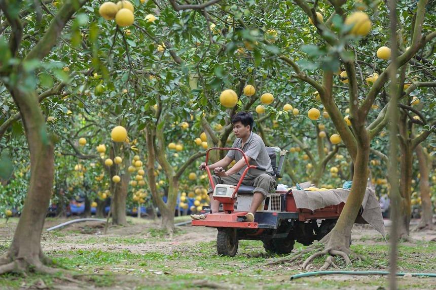 Đi gần 200 km, chi tiền triệu để check-in tại thủ phủ bưởi Diễn Hà Nội-11