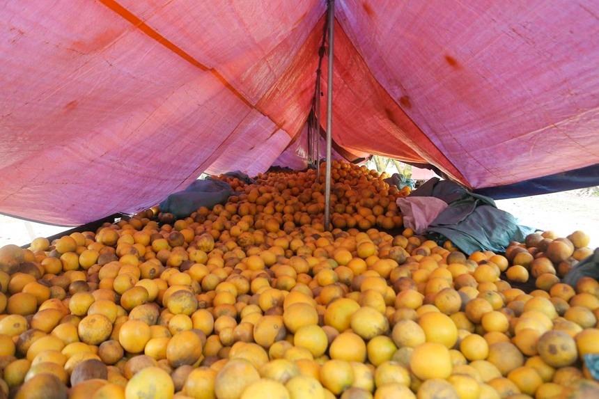 Đi gần 200 km, chi tiền triệu để check-in tại thủ phủ bưởi Diễn Hà Nội-12