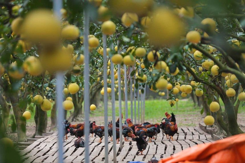 Đi gần 200 km, chi tiền triệu để check-in tại thủ phủ bưởi Diễn Hà Nội-13