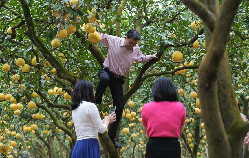 Đi gần 200 km, chi tiền triệu để check-in tại thủ phủ bưởi Diễn Hà Nội-10