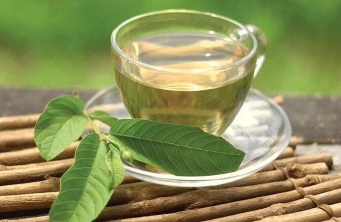 Uống nước lá ổi có tác dụng gì?-1