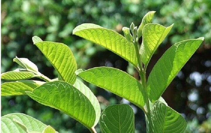 Uống nước lá ổi có tác dụng gì?-2