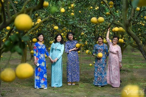 Vườn bưởi 2.000 cây ở Hà Nội vàng ươm, thơm nức, hút du khách tới check-in-1