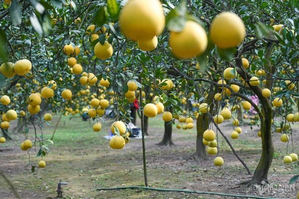 Vườn bưởi 2.000 cây ở Hà Nội vàng ươm, thơm nức, hút du khách tới check-in-2