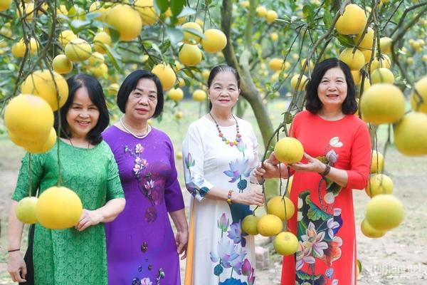 Vườn bưởi 2.000 cây ở Hà Nội vàng ươm, thơm nức, hút du khách tới check-in-3