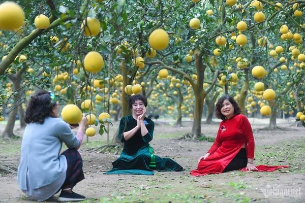 Vườn bưởi 2.000 cây ở Hà Nội vàng ươm, thơm nức, hút du khách tới check-in-4
