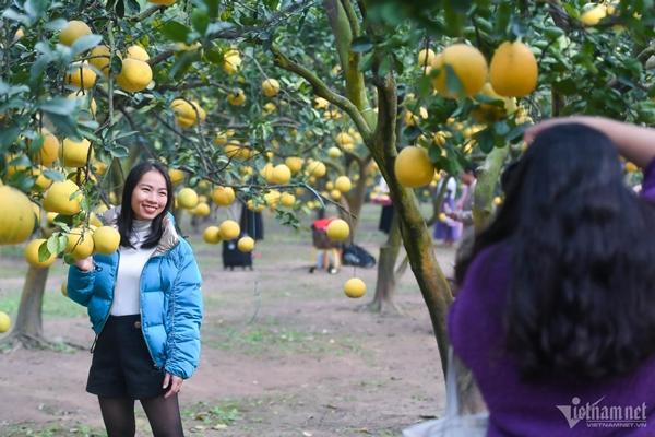 Vườn bưởi 2.000 cây ở Hà Nội vàng ươm, thơm nức, hút du khách tới check-in-5