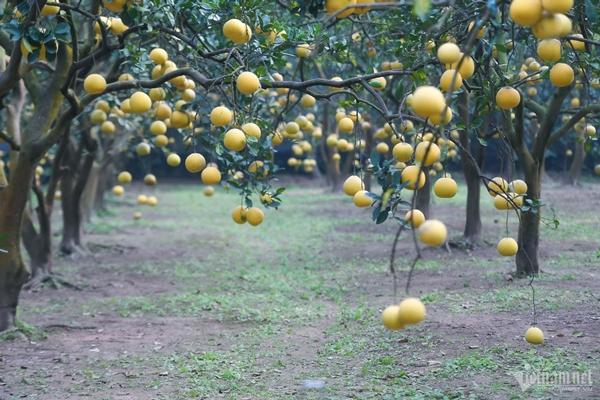 Vườn bưởi 2.000 cây ở Hà Nội vàng ươm, thơm nức, hút du khách tới check-in-6