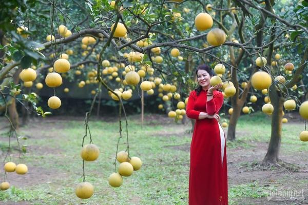 Vườn bưởi 2.000 cây ở Hà Nội vàng ươm, thơm nức, hút du khách tới check-in-7
