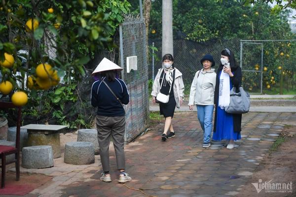 Vườn bưởi 2.000 cây ở Hà Nội vàng ươm, thơm nức, hút du khách tới check-in-9