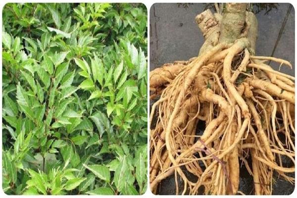 Tác dụng tuyệt vời của cây đinh lăng ít người biết-1