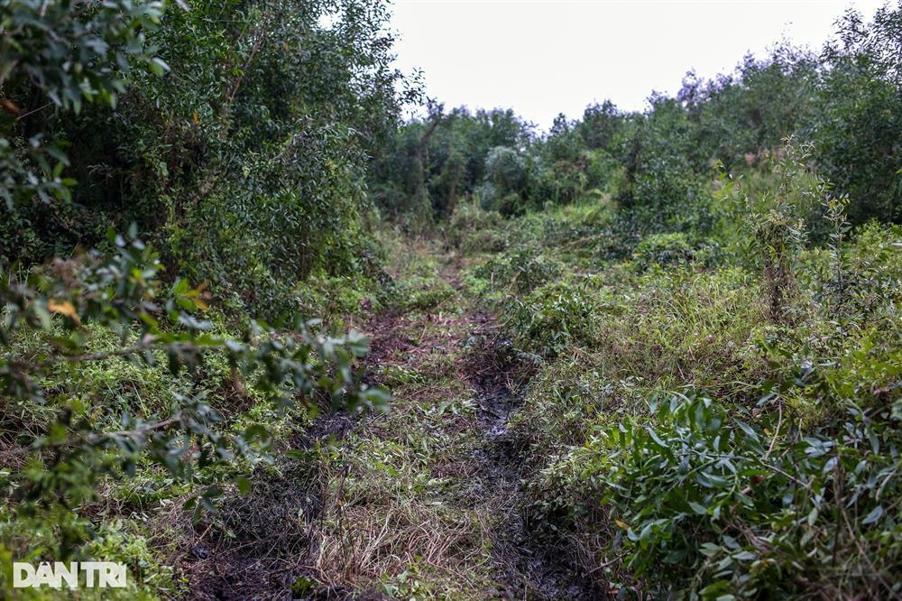 Cảnh sát đốt lửa chống muỗi khi tìm nghi phạm giết nhân viên quán cà phê-6