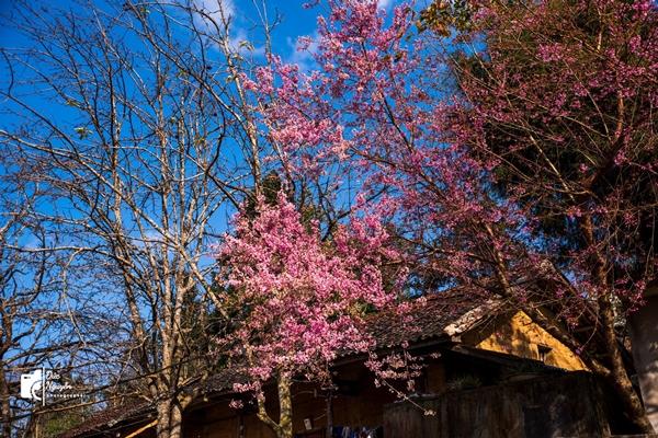 Mùa mai anh đào nhuộm hồng Lũng Cú, khách giơ máy có ngay ảnh ‘nghìn like’-1