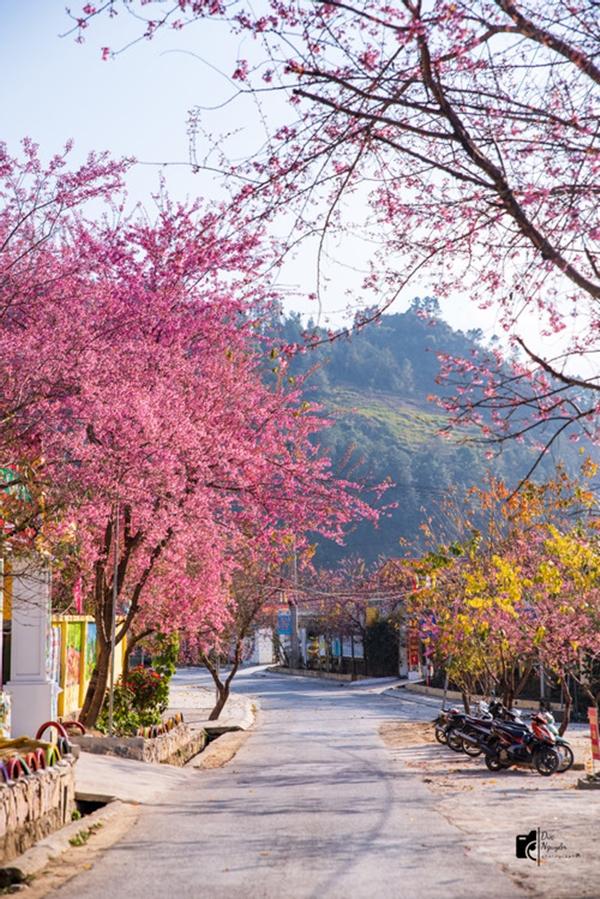 Mùa mai anh đào nhuộm hồng Lũng Cú, khách giơ máy có ngay ảnh ‘nghìn like’-2