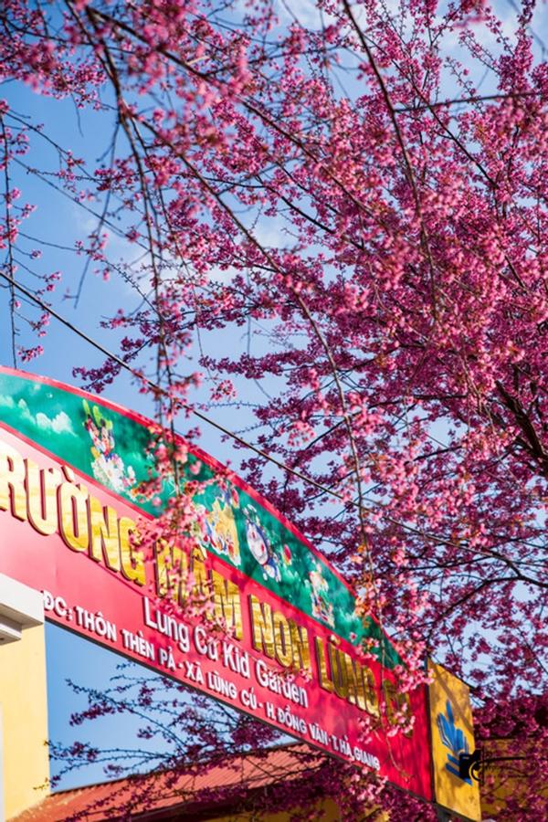 Mùa mai anh đào nhuộm hồng Lũng Cú, khách giơ máy có ngay ảnh ‘nghìn like’-3