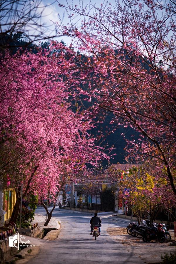 Mùa mai anh đào nhuộm hồng Lũng Cú, khách giơ máy có ngay ảnh ‘nghìn like’-4