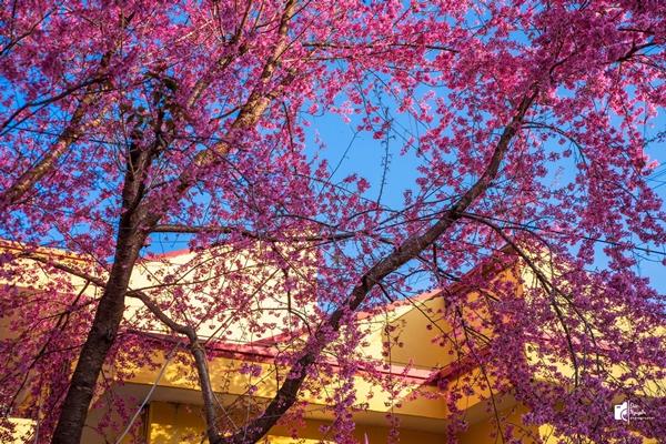 Mùa mai anh đào nhuộm hồng Lũng Cú, khách giơ máy có ngay ảnh ‘nghìn like’-5