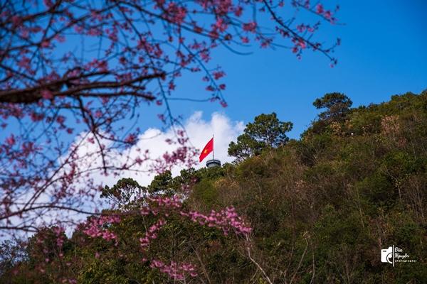 Mùa mai anh đào nhuộm hồng Lũng Cú, khách giơ máy có ngay ảnh ‘nghìn like’-6