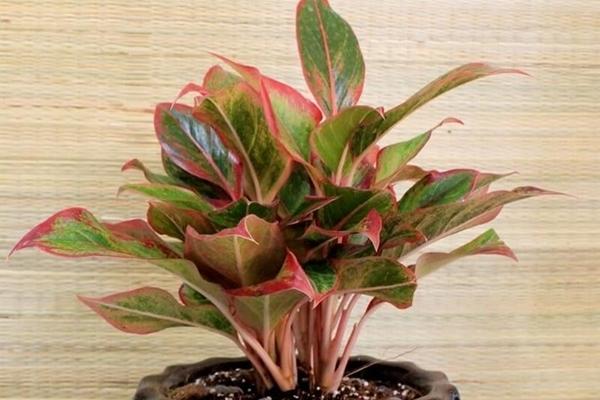 Tại sao nhiều người không muốn có phòng tắm trong phòng ngủ chính?-2