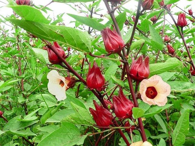 Loại hoa tốt cho gan, thận và quét sạch mỡ máu, bán rẻ ở chợ Việt nhưng nhiều người chưa biết ăn-1