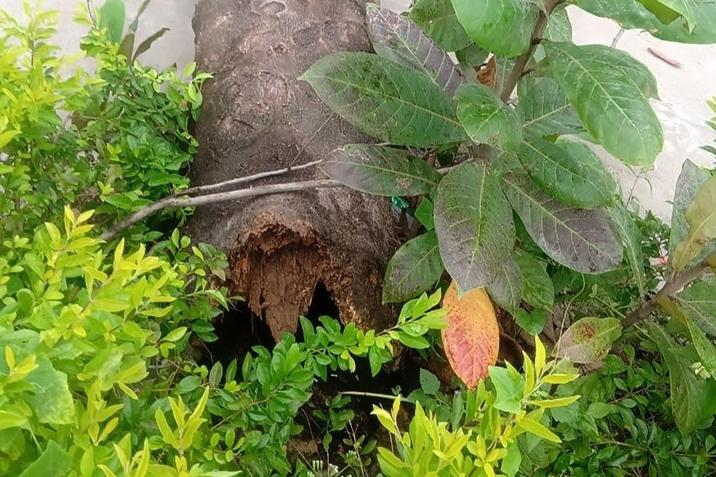 Cành cây đa cổ thụ đè sập nhà, một cô gái gãy tay-5