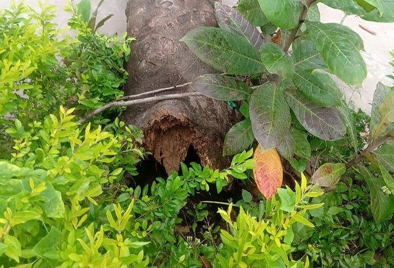 Phượng bật gốc đè 4 học sinh đang tập thể dục-1