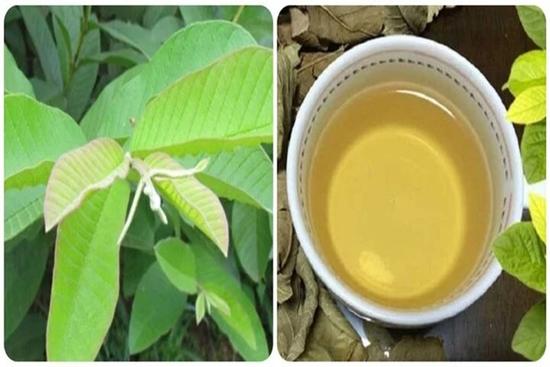 Cách làm trà lá ổi tốt cho sức khỏe