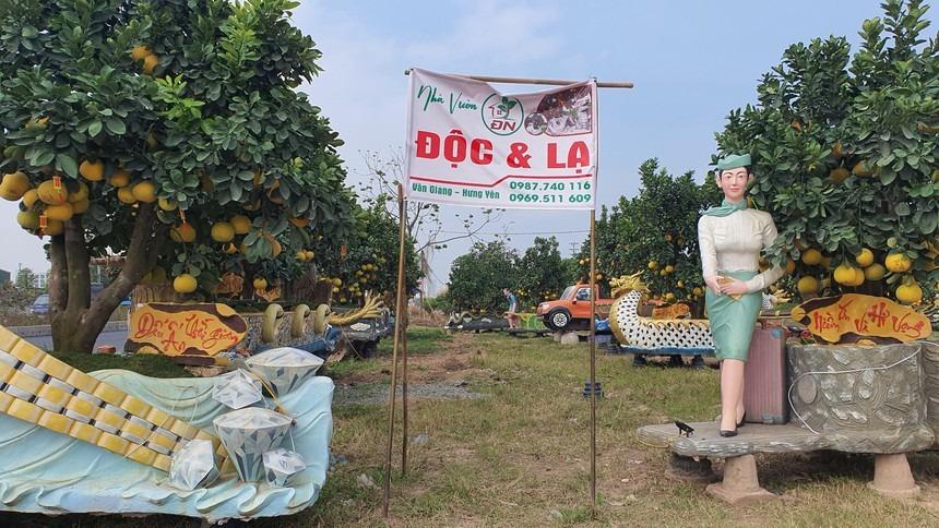 Vườn bưởi Tết cổ tích độc không đụng hàng hút khách ở Hưng Yên-2