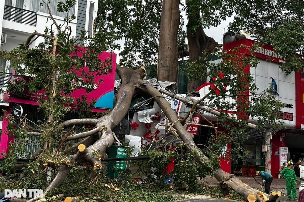 Cành cây đa cổ thụ đè sập nhà, một cô gái gãy tay-1