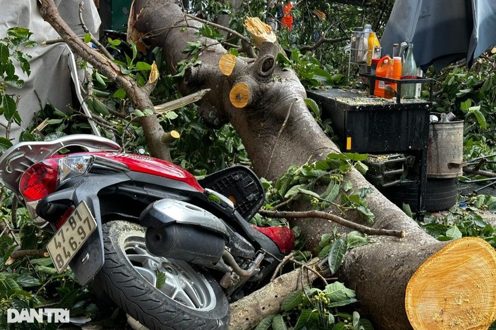 Cành cây đa cổ thụ đè sập nhà, một cô gái gãy tay-3