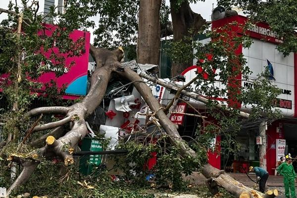 Người đàn ông nguy kịch vì nhánh cây ở TPHCM rơi trúng đầu-2