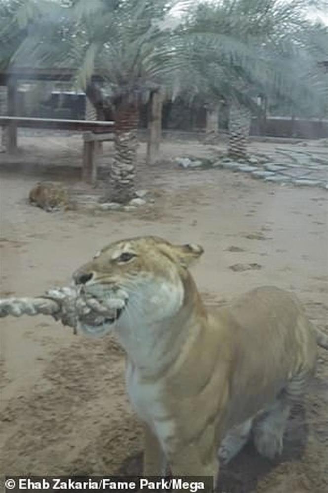 Võ sĩ hạng nặng Anthony Joshua đọ sức với sư tử-2