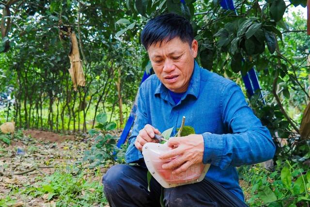 Độc đáo bưởi đỏ Tài - Lộc đón Tết Giáp Thìn 2024-6