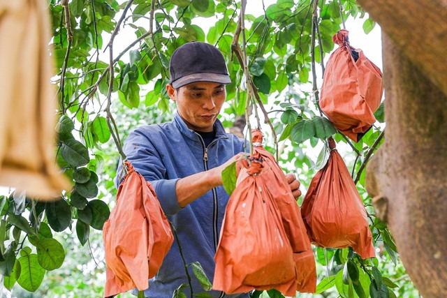 Độc đáo bưởi đỏ Tài - Lộc đón Tết Giáp Thìn 2024-8