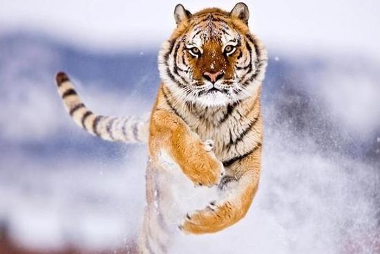 Người tuổi Dần năm 2024: Kiểm soát căng thẳng, tránh bốc đồng ở mọi tình huống