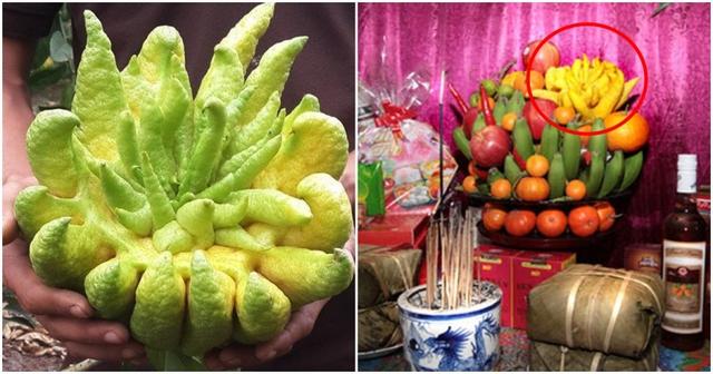 Loại quả hình thù kỳ lạ nhưng mỗi dịp Tết lại được săn lùng trưng bàn thờ: Giá cả triệu/quả-1