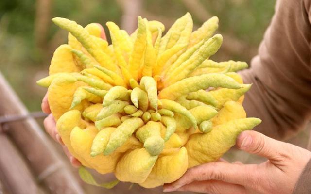 Loại quả hình thù kỳ lạ nhưng mỗi dịp Tết lại được săn lùng trưng bàn thờ: Giá cả triệu/quả-2