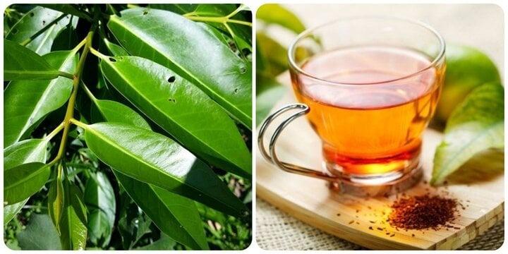 Uống nước lá vối có tác dụng giảm cân?-1