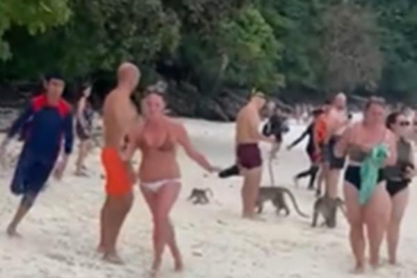 Đàn khỉ ‘bao vây’ khách du lịch Sơn Trà-8