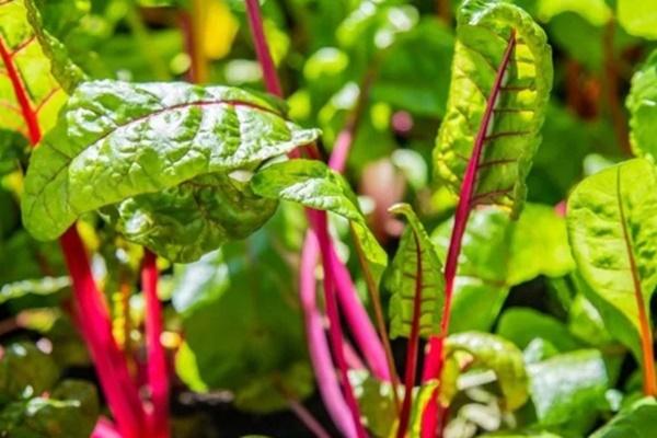 Loại rau ở Việt Nam đứng thứ 3 trong danh sách rau giàu dinh dưỡng nhất được CDC Mỹ công bố-1