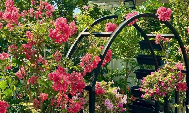 Vườn hoa rực rỡ như cổ tích trong biệt thự rộng 500m2 của MC Quyền Linh-2