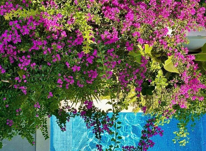 Vườn hoa rực rỡ như cổ tích trong biệt thự rộng 500m2 của MC Quyền Linh-3