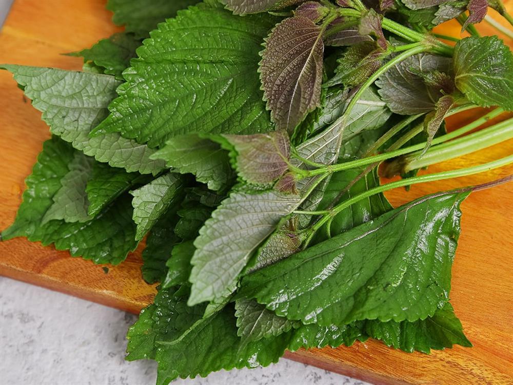 Những người không nên uống nước lá tía tô kẻo mang bệnh vào người-2