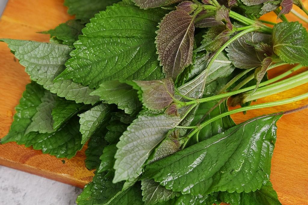 Uống nước lá tía tô vào thời điểm nào tốt nhất?-2