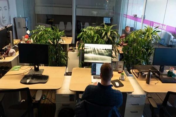 7 loại cây giúp giảm căng thẳng ở văn phòng-1