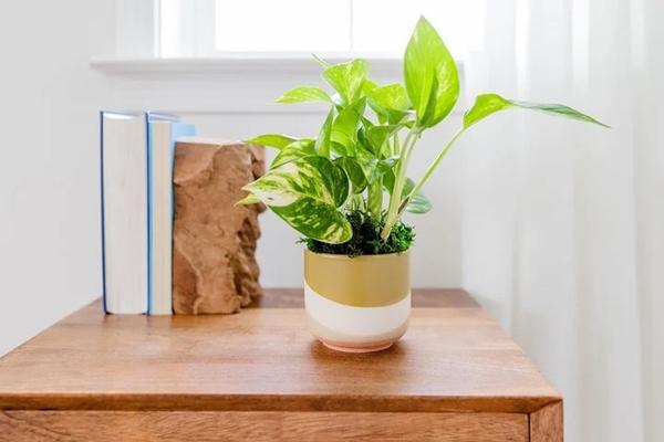 7 loại cây giúp giảm căng thẳng ở văn phòng-2